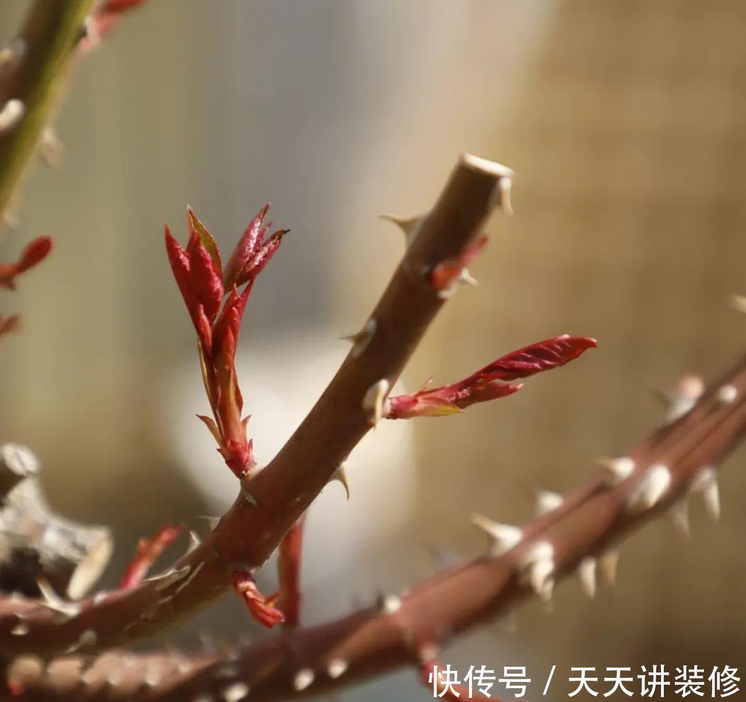 植株|这些“漂亮花”，夏天赶紧剪，剪得越狠，开花越多，剪错了没花看