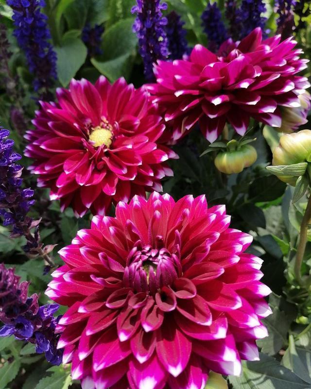 动作|六月养大丽花，勤做“三动作”，枝干粗壮不倒伏，一次绽放上百朵