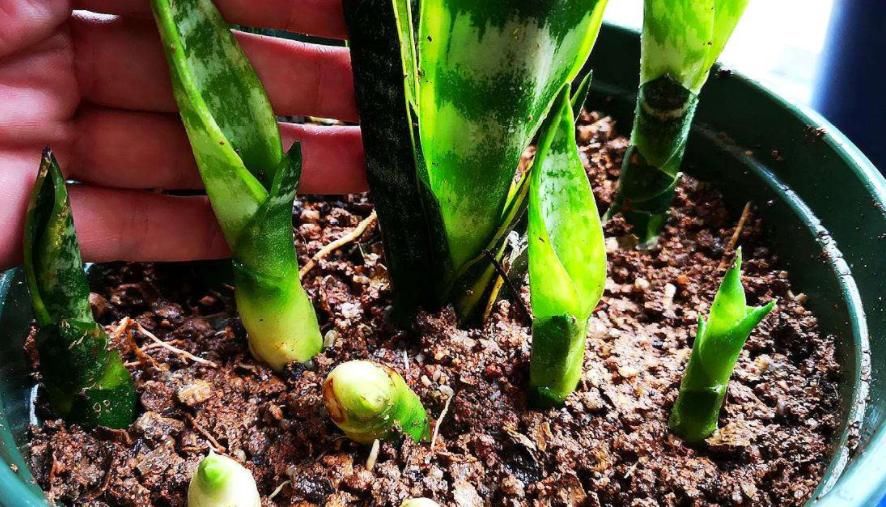 这种自制高氮肥，用好了，比淘米水、啤酒水效果好得多