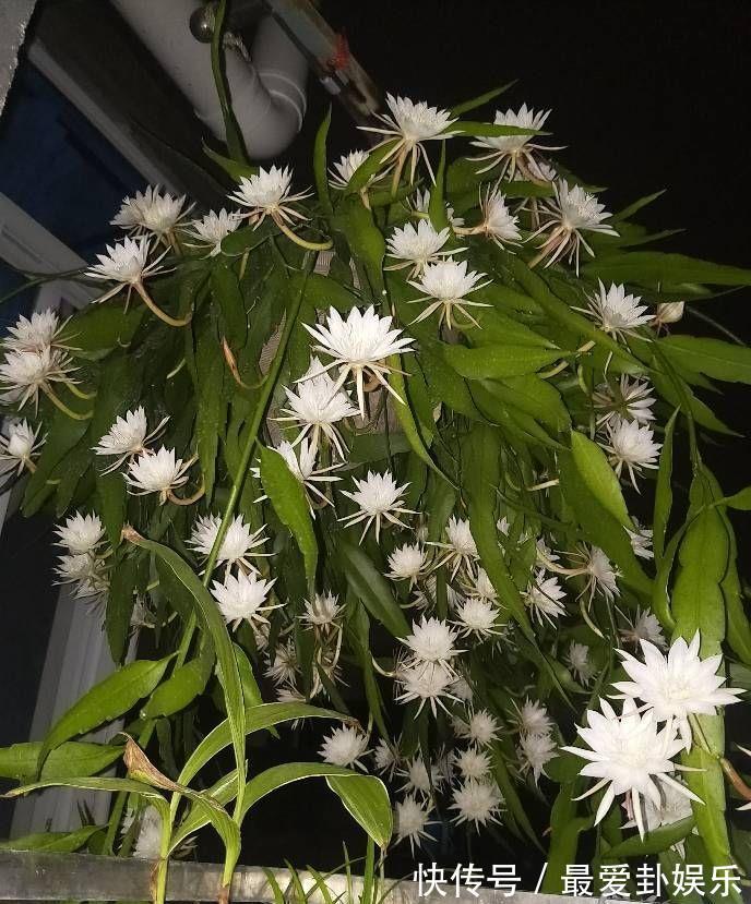 芳香|新型室内盆栽，耐阴好养，秋冬也有花开，花朵又美又香