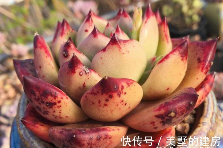 叶片|美若红颜，甜如蜜语——多肉红颜蜜语不好养？我养过后不这么认为