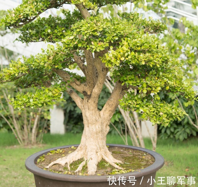 庭院无树,无福无禄?有院子就种15种树,随便选一种,吉祥又好看