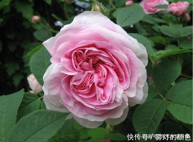 je20款古老月季。数百年唯美传承,个个经典又抗病。远胜现代月季