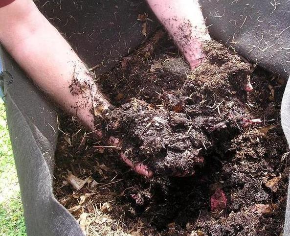 养花旧土该如何重复利用掌握这些，不用多费劲就能变成新土