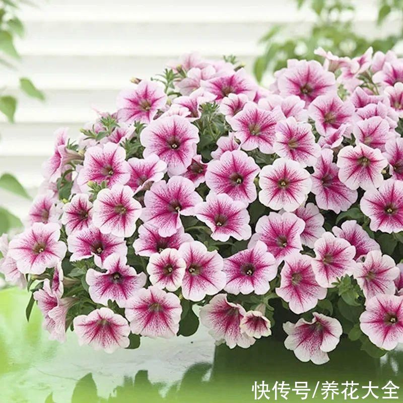 玛格丽特|夏天修剪要下狠手，剪得越狠越爆盆，多晒长成大花球