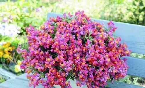 透露|花店老板不愿透露的3个养花小技巧,学会一生受用,养花新手必看