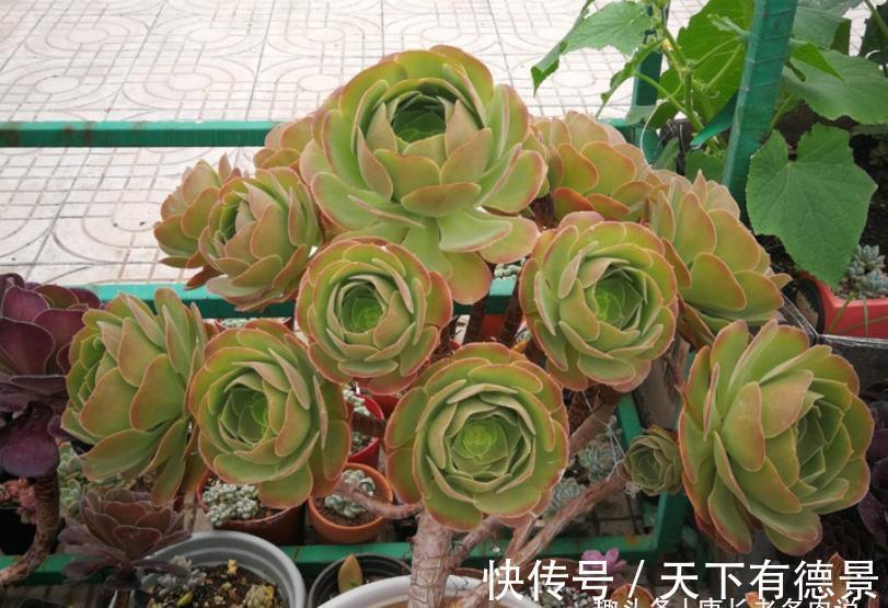 肉友|秋老虎为什么容易伤多肉？因为它冷峻的外表下藏着一颗炽热的心