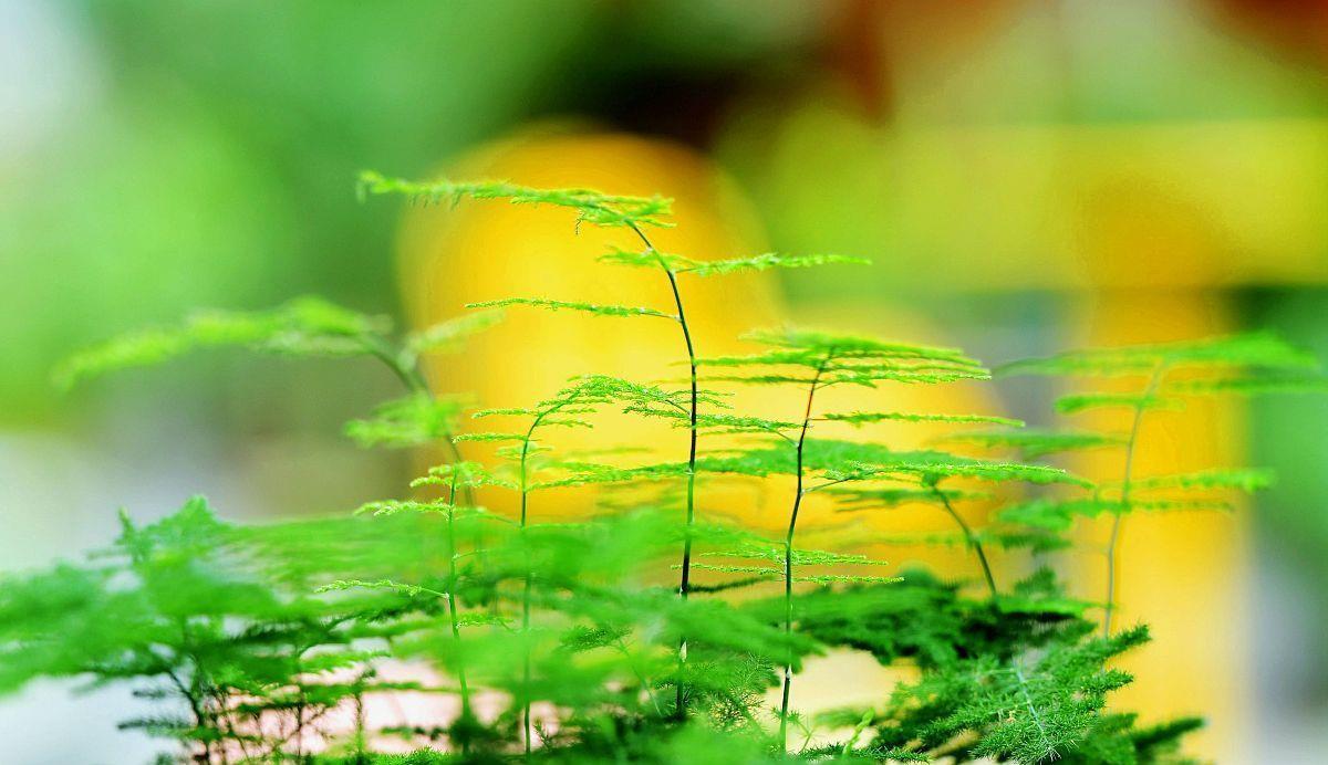 光照|喜阴的室内植物花卉有哪些