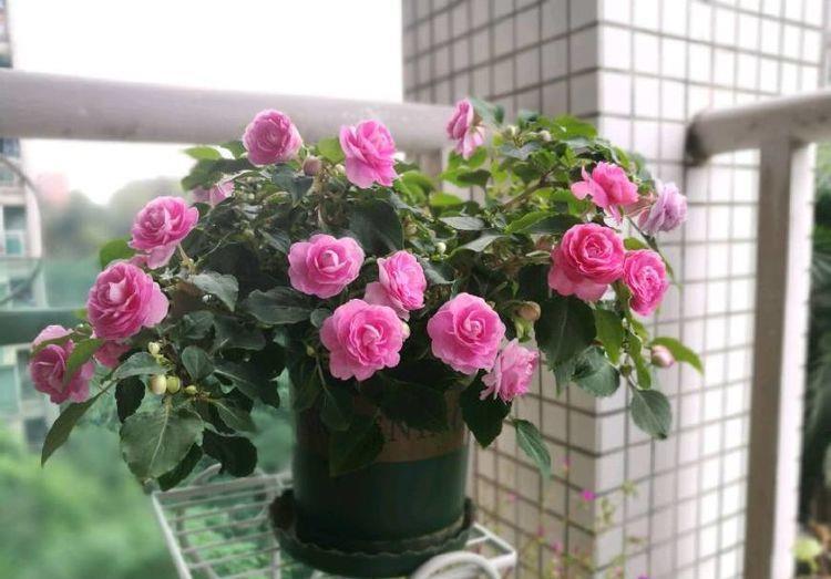 几款花卉,花艳易爆盆,养在家里繁花似锦,清新脱俗美极了