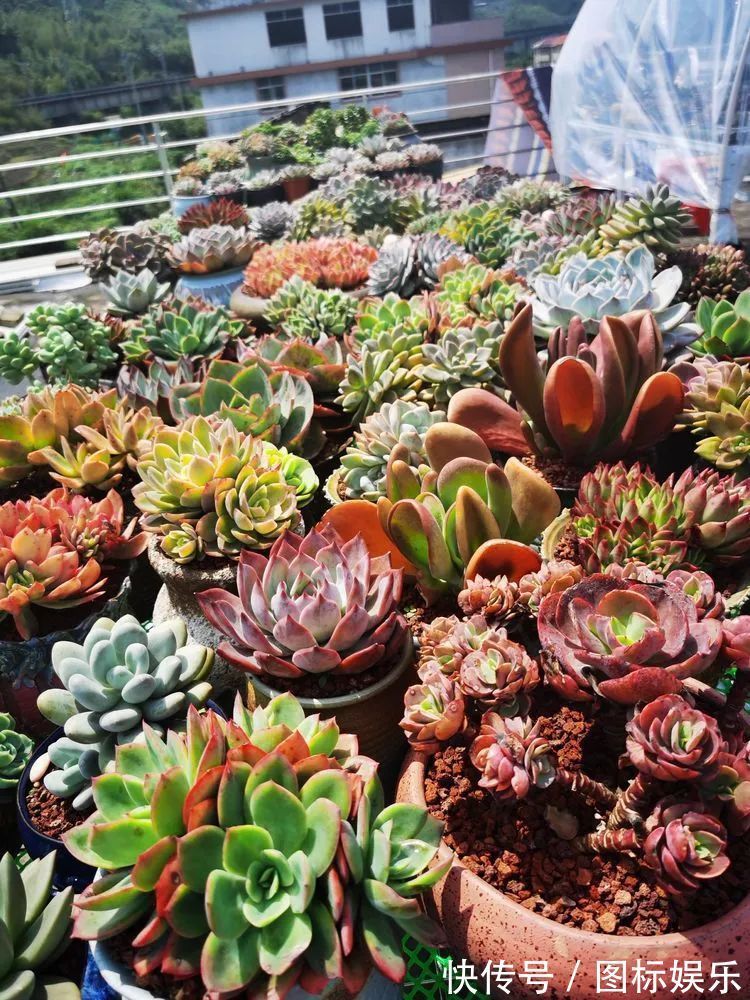 遇见,是一生!遇见多肉,是我的余生和全部!