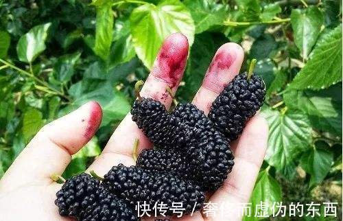 桑葚|男人吃羊肉不养肾，其实真正养肾的是此5物，只是常吃的人并不多