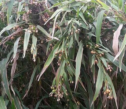 薏米|这植物和薏米长得相似,以前多用来做手串,现在成了稀罕物