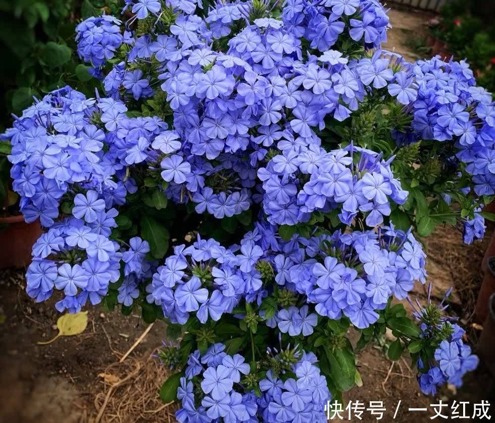 初夏扦插“4种花”,一周生根沾土就活,很快就有花儿欣赏了