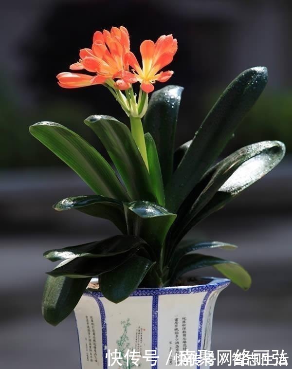 君子兰冬天该怎么浇水？错一点，君子兰黄叶烂根就开始了！