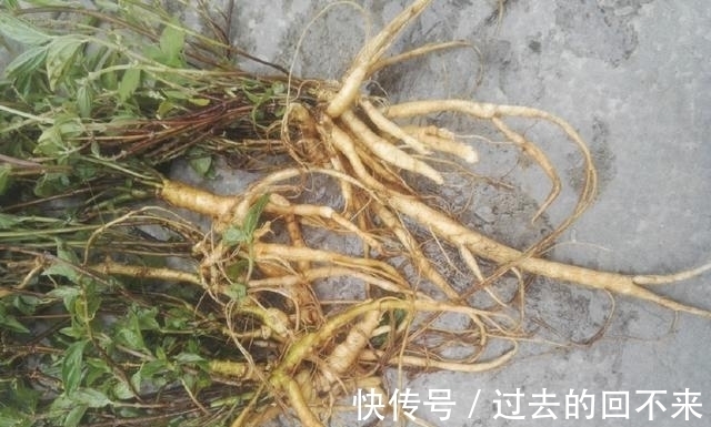 捆仙绳|这种野草被叫做“捆仙绳”,不仅能炖肉煲汤,还能祛湿凉血