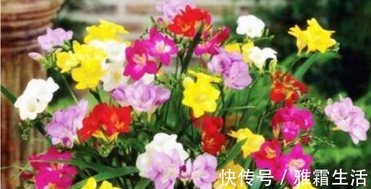 香雪兰|家里就养4种花，妖艳妖娆，层层交叠，烂漫迷人眼