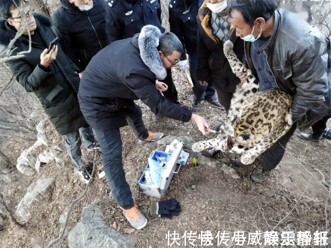 豹子|西太行山发现一只华北豹，右前肢受伤严重，可能为野猪所伤