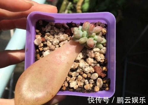 土壤|多肉奥普琳娜如何叶插教你3个小步骤,不仅快速生根越长越茂盛