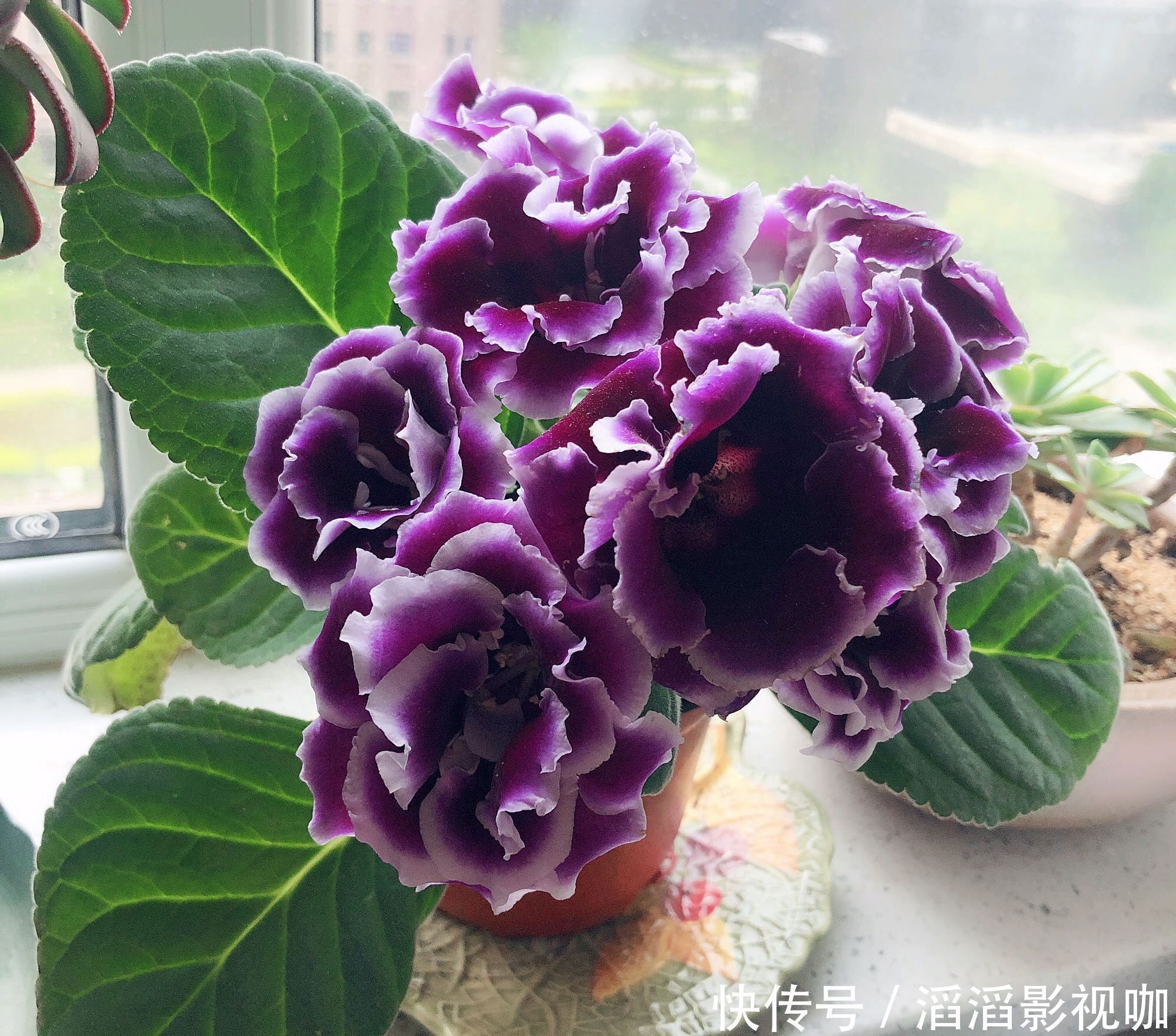 爆盆|大岩桐扦插生根不发芽只需换个位置,快速抽枝发芽,开花赛牡丹