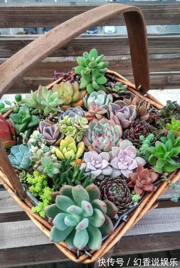 她在医院垃圾桶“捡篮子”,拿来种多肉“颜值高”,人见人爱