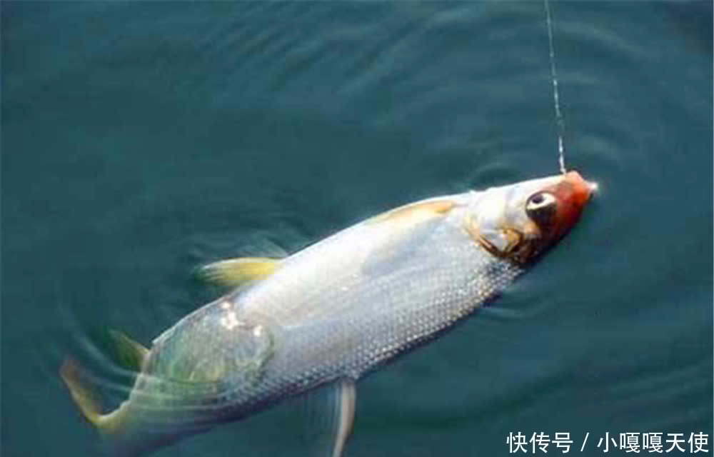 手竿钓黄尾鲴鱼的两大核心技巧,注意用饵和调漂,学会了连竿上鱼