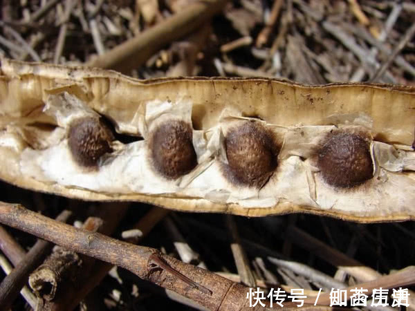 男人|枸杞和“它”一起泡,营养比“人参”还高!肾不再虚,失眠都好啦