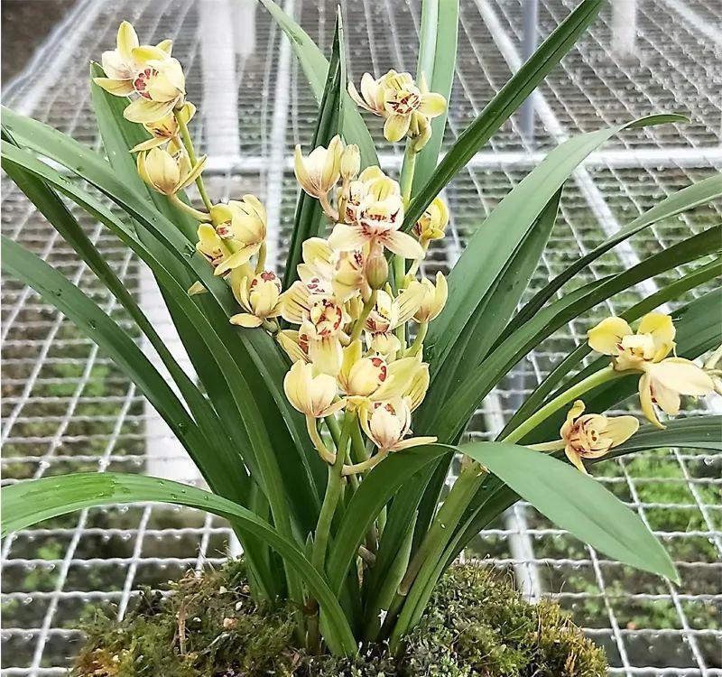 曾经天价的8种兰花,如今跌落神坛,普通人也买得起