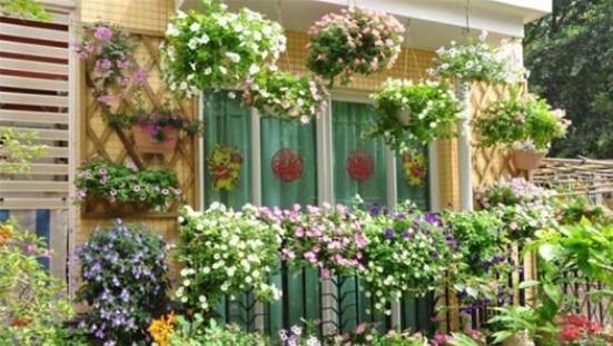 选择|同样是在阳台养花,为什么别人养的那么好,我却养一盆死一盆