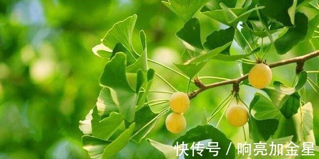 院子里有空地种上这“三种树”，不仅美化环境，寓意美好旺家！