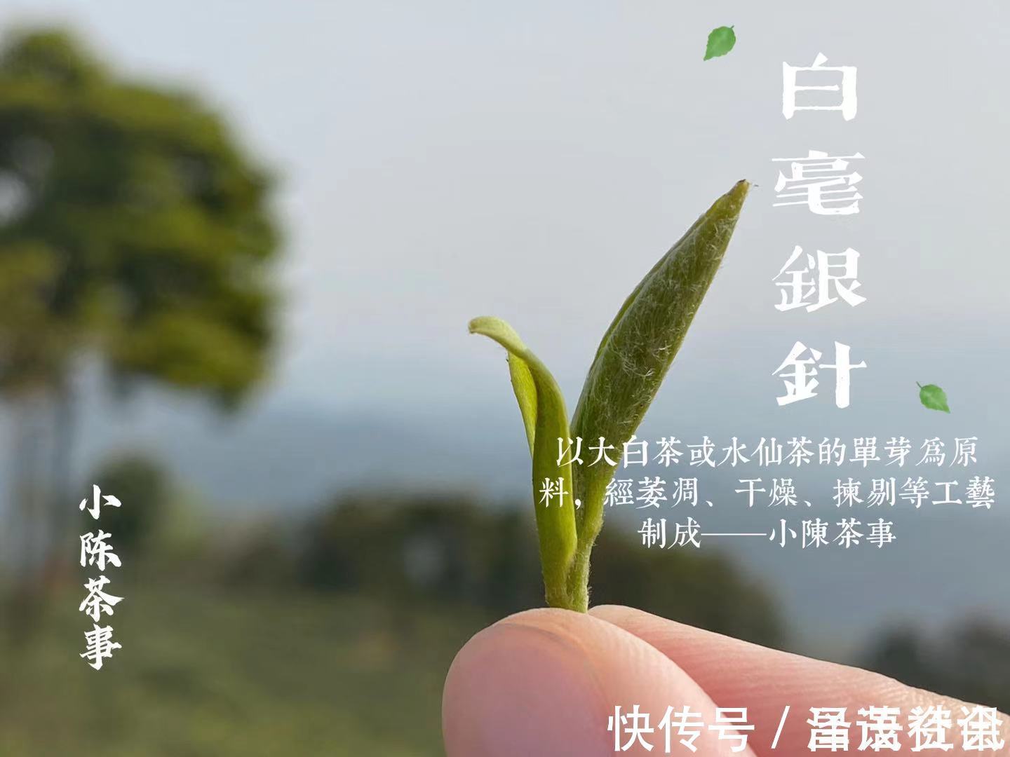 白毫银针@白茶圈令人迷惑的操作,有人心急想“买早”,有人淡定想“买老”