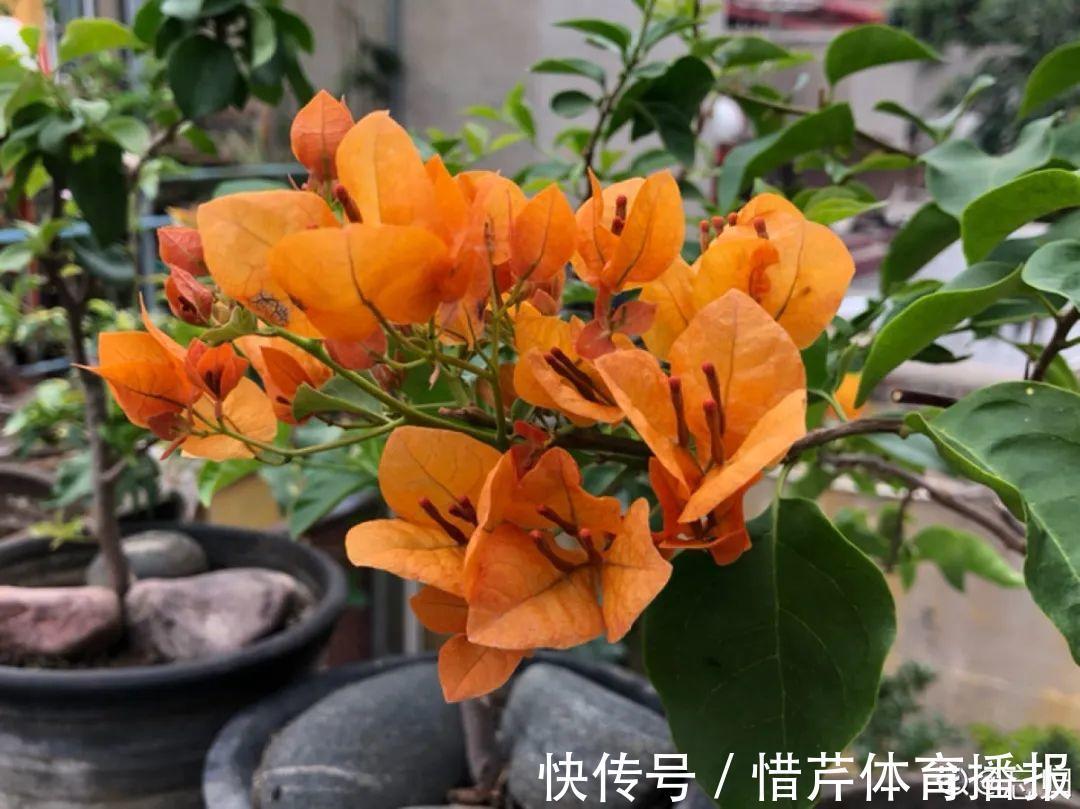 9个开花劳模，施肥不能停，不然越养越差劲