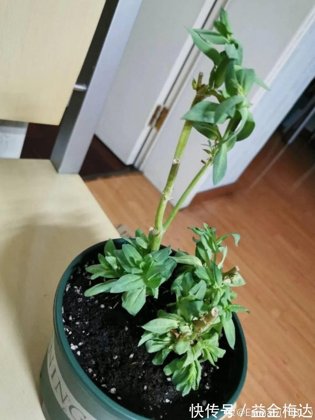 水仙花|6种花是一次性,开完可以扔了,别再浪费时间