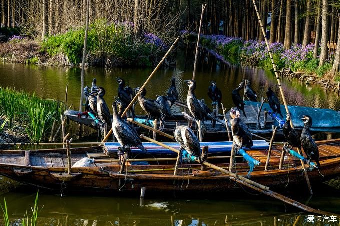 中年|春暖花开游江南-千垛景区水上森林之旅