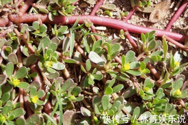 血压|有白头发先别染发!马齿苋加一宝,仅需15天变黑发,还有惊喜变化