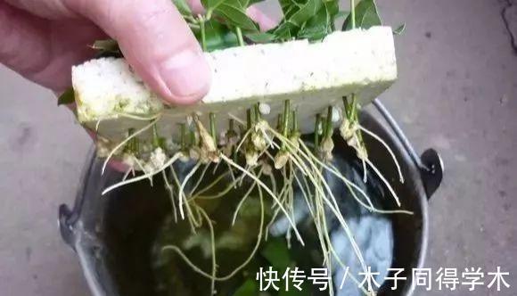 生根|立秋后,建议扦插6种花,温度适宜“利于”生根,成活率高