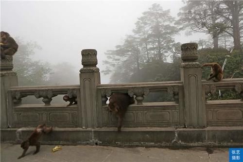 峨眉山上有一群猴，天不怕地不怕的山大王，常年横行霸道欺负游客