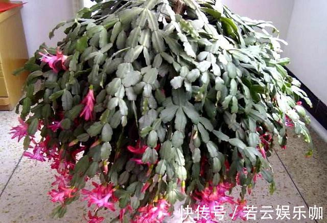 养蟹爪兰，掌握一个小技巧，花儿疯了似的开，叶片都能繁殖一大盆