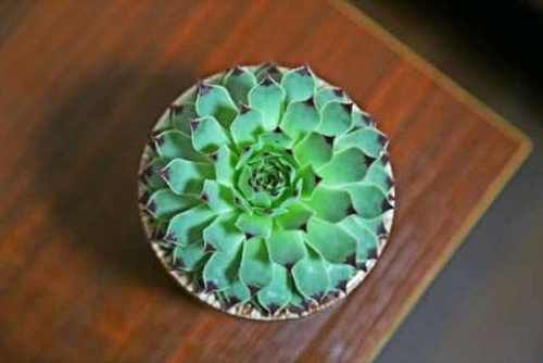 高温天气如何服盆？一招让多肉成活率达90%