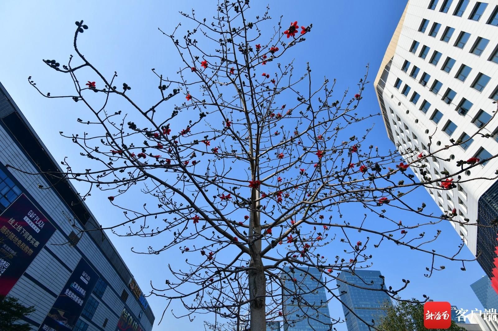 木棉花悄然开放 点缀海口街头|组图 |木棉花悄然开放 点缀海口街头\＂,\＂i12\＂:\＂组图