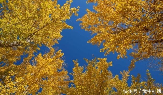 本是青灯不归客,却因浊酒留风尘,十首禅意诗,十种人生大境界!