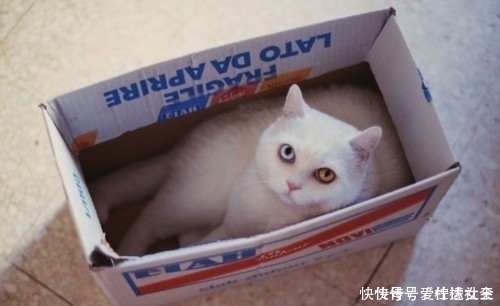 滤镜|猫咪天生自带美瞳,无需使用滤镜美颜,少女心要爆棚