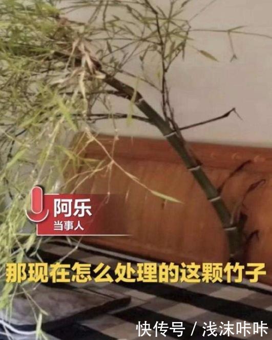 院子里种竹子好一朝种竹,十年挖根!