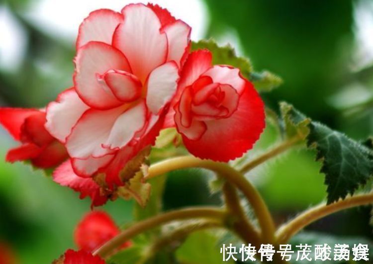 阳台|家里阳台养此款花,新手也能养爆盆,比香水都好闻,满屋子都是香