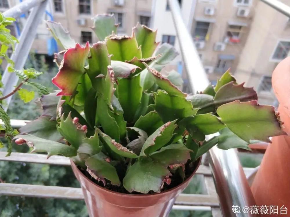 养护蟹爪兰，要注意8个要点，才能开出仙气飘飘花