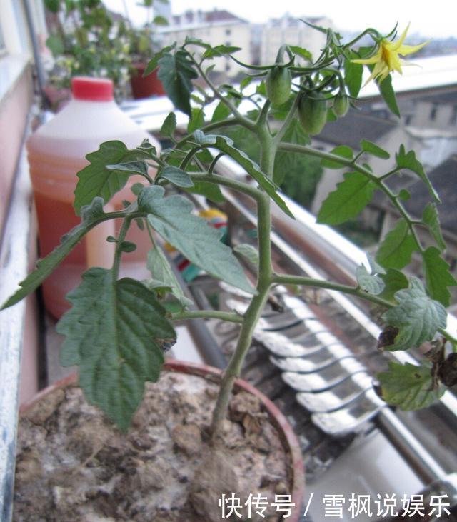 番茄树|阳台上最好养的“3种菜”,种一次,吃不完,收获一盆又一盆
