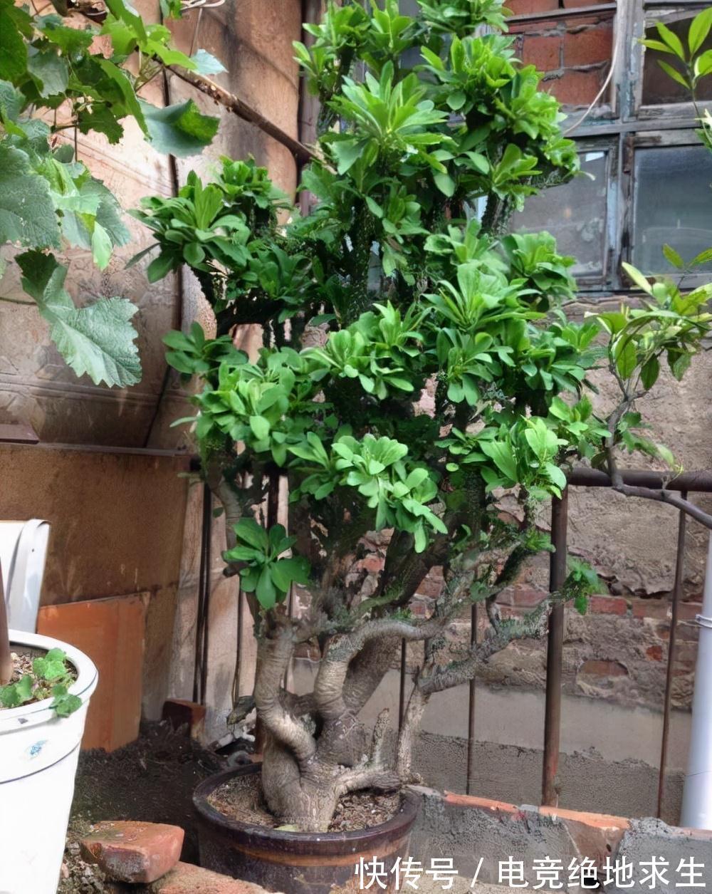 有2种古老庭院树,如今走错路都能遇到,可养好了依旧昂贵