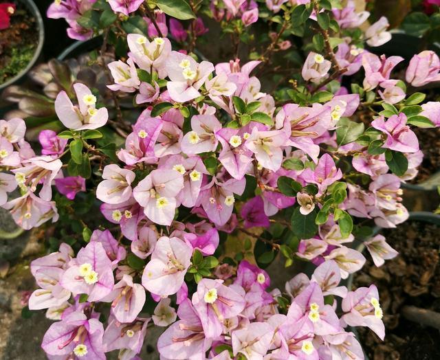 三角梅为什么只长叶不开花，三角梅控水时间，三角梅施肥策略