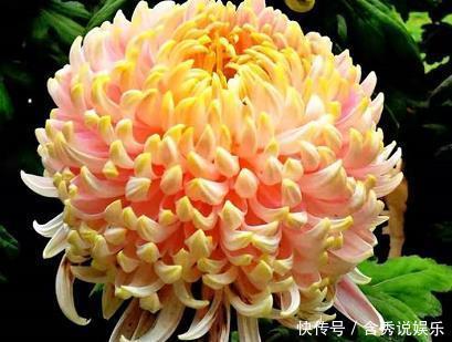 花瓣|喜欢养菊,不如养盆”优良名菊“唐宇秋荷,似金光莲花,清新淡雅