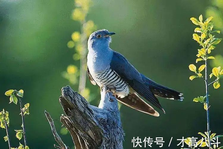 词选#10首杜鹃诗词:一叫一回肠一断