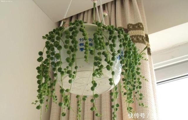 这“4种”吊兰，你肯定没见过，养一盆在家，谁见谁稀罕！